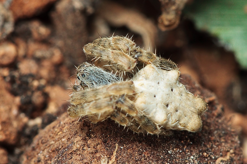 Maschio di Cyrtophora citricola - Malta